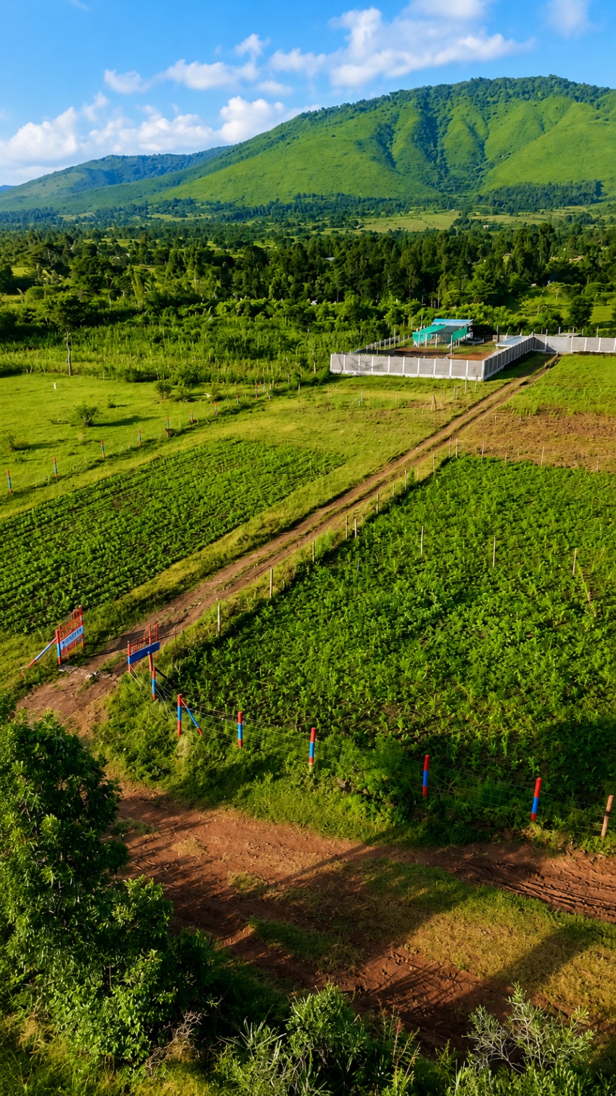 Green subdivided plots of land in the Kenyan highlands with mature trees